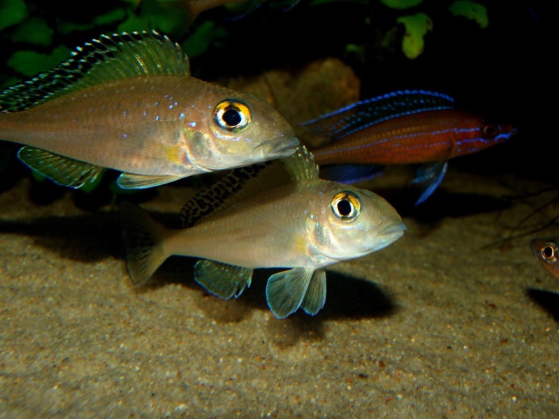 Xenotilapia spilopterus 'Mabilibili'